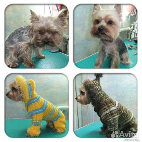 Стрижка собак и кошек