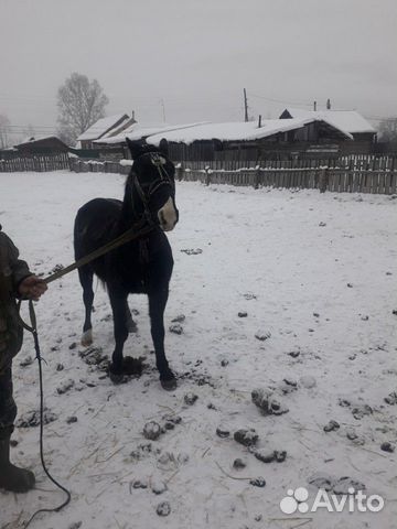 Конь купить на Зозу.ру - фотография № 5