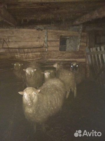 Суягные овцы купить на Зозу.ру - фотография № 1