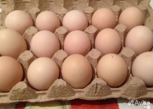 Яйца кохинхинов, брамы (инкубационные) купить на Зозу.ру - фотография № 1