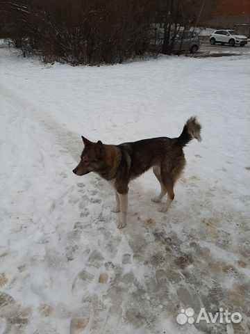 Найдена собака девочка купить на Зозу.ру - фотография № 2