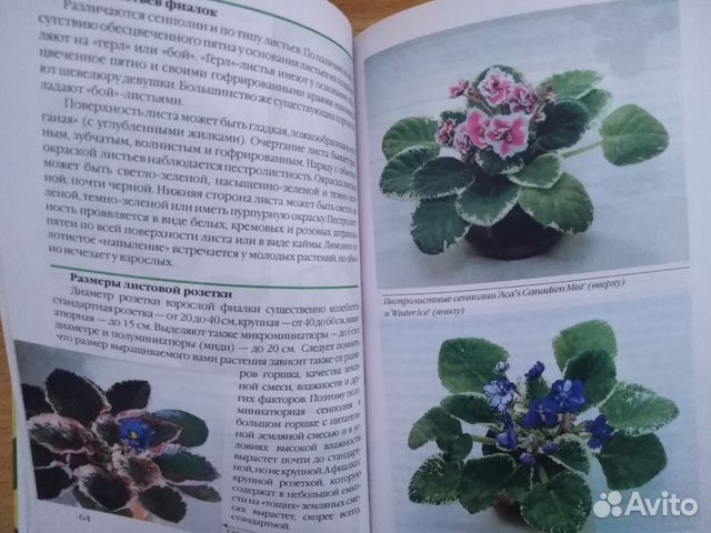 Узамбарские фиалки Узамбарские фиалки