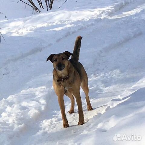 Найдены 2 собаки купить на Зозу.ру - фотография № 3