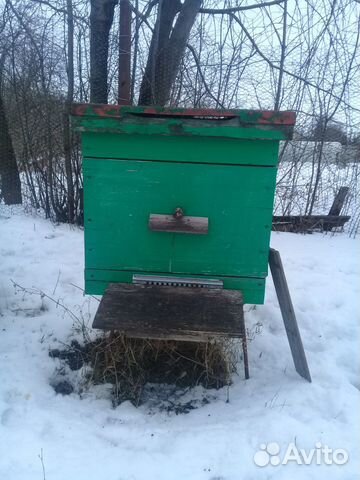 Пчелосемьи карпатской породы купить на Зозу.ру - фотография № 1