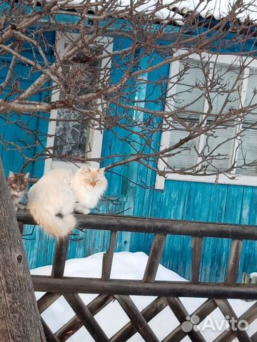 Сибирская кошка купить на Зозу.ру - фотография № 5