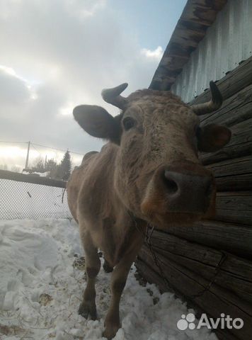 Корова купить на Зозу.ру - фотография № 2