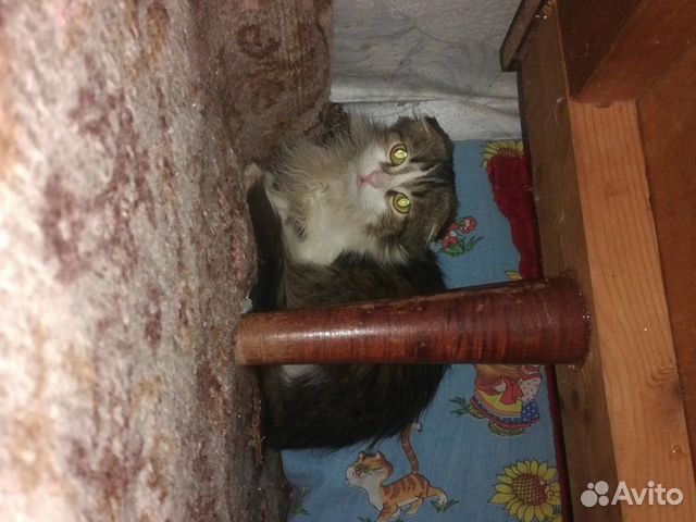 Веслоухая кошка купить на Зозу.ру - фотография № 2