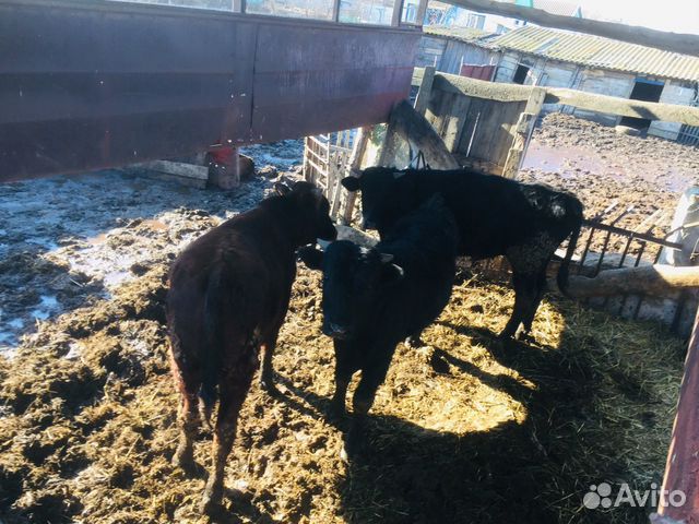 Быки коровы крс купить на Зозу.ру - фотография № 4