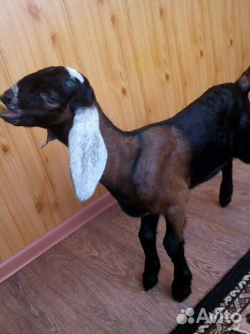 Англо- нубийские козы купить на Зозу.ру - фотография № 8