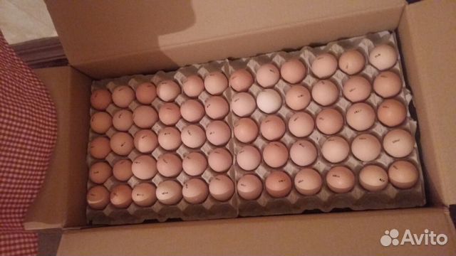 Яйцо инкубационное sasso (Франция) купить на Зозу.ру - фотография № 1