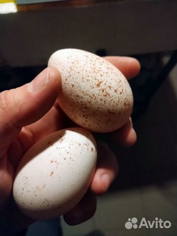 Инкубационное яйцо домашней птицы купить на Зозу.ру - фотография № 5