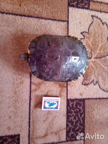Красноухая черепаха без аквариума купить на Зозу.ру - фотография № 1
