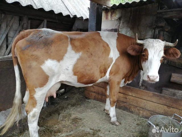 Корова авито белгородская. Стельная корова 4 месячный. Коровы в станице. Сорть Сементал коров. Сементал сигирлар.