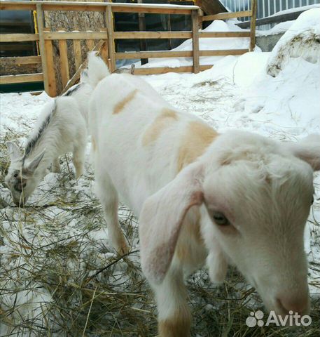Нубийские процентные козлята (остался один) купить на Зозу.ру - фотография № 3