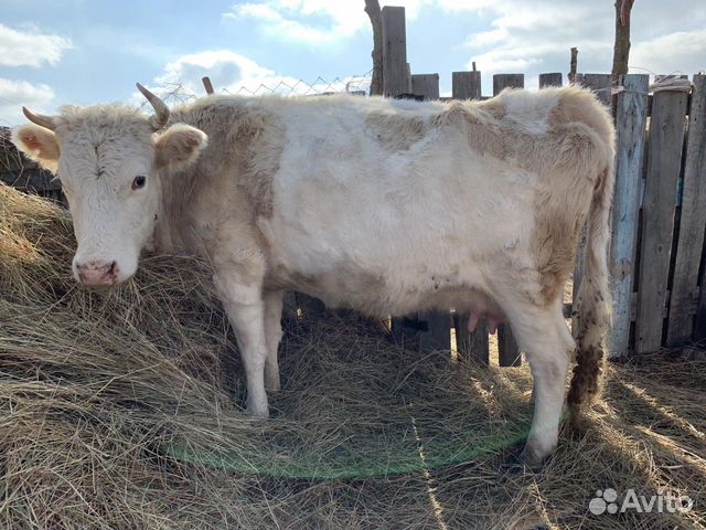 Продаю корову с телёнком+стельную тёлку купить на Зозу.ру - фотография № 2