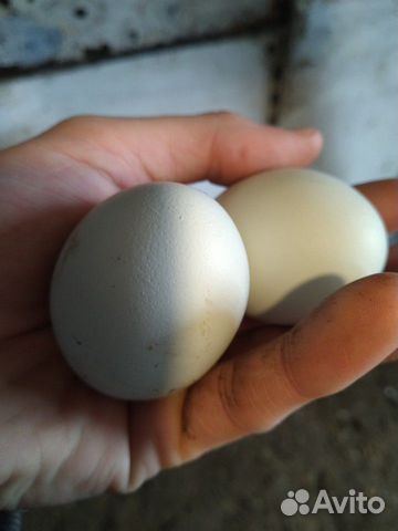 Инкубацинное яйцо Ухейилюй купить на Зозу.ру - фотография № 2