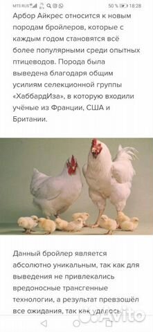 Цыпленок купить на Зозу.ру - фотография № 3