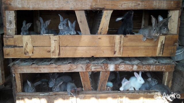 Кролики Ризен купить на Зозу.ру - фотография № 2