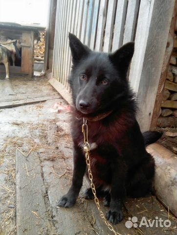 Собаки в ответственные руки купить на Зозу.ру - фотография № 3