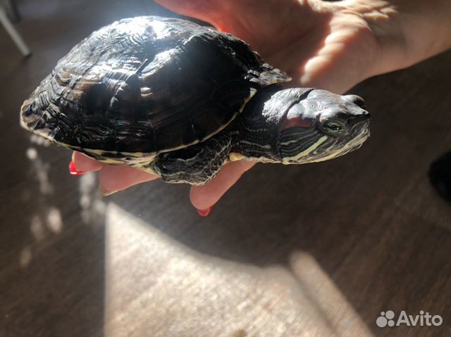 Водоплавающая красноухая черепаха купить на Зозу.ру - фотография № 5