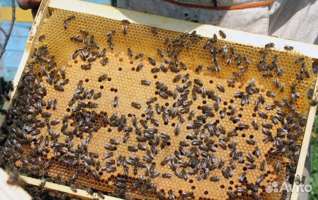 Зимовалые пчелосемьи с ульями купить на Зозу.ру - фотография № 1