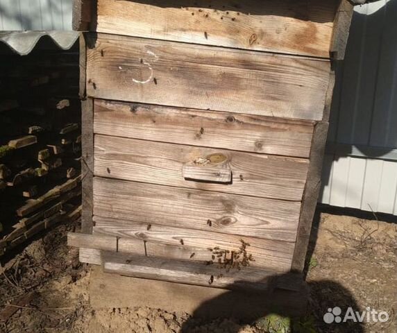 Пчелы порода "Карпатка" купить на Зозу.ру - фотография № 2