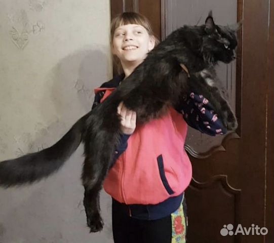 Котята породы Мейн-Кун купить на Зозу.ру - фотография № 5