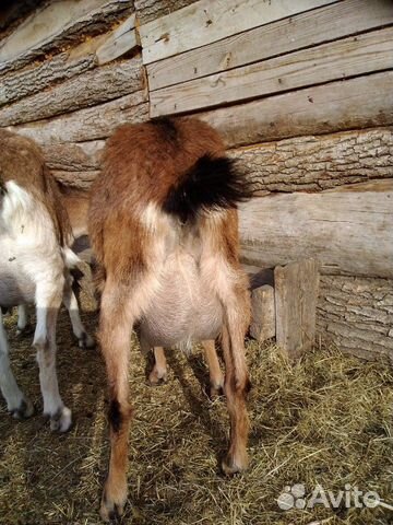 Телка 1 год и телята домашние, козы дойные купить на Зозу.ру - фотография № 8
