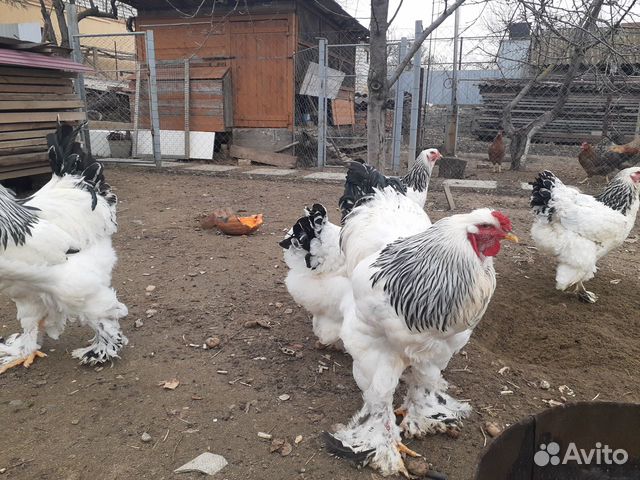 Цыплята породистых кур купить на Зозу.ру - фотография № 6
