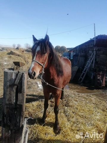 Лошадь Жеребец 3 года спокойно. (рос 160) обмен на купить на Зозу.ру - фотография № 1