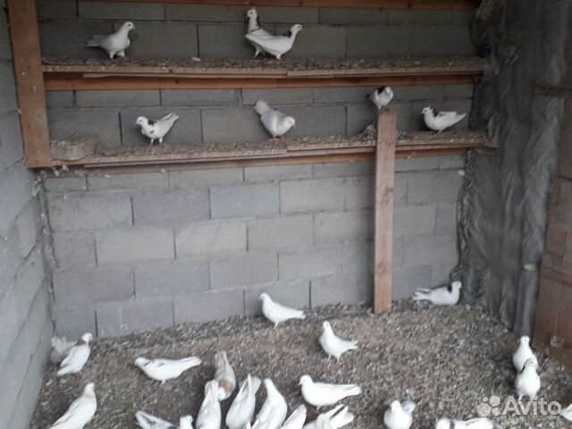 Летные голуби бакинские купить на Зозу.ру - фотография № 5