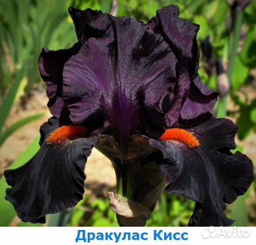 Ирисы Ирисы