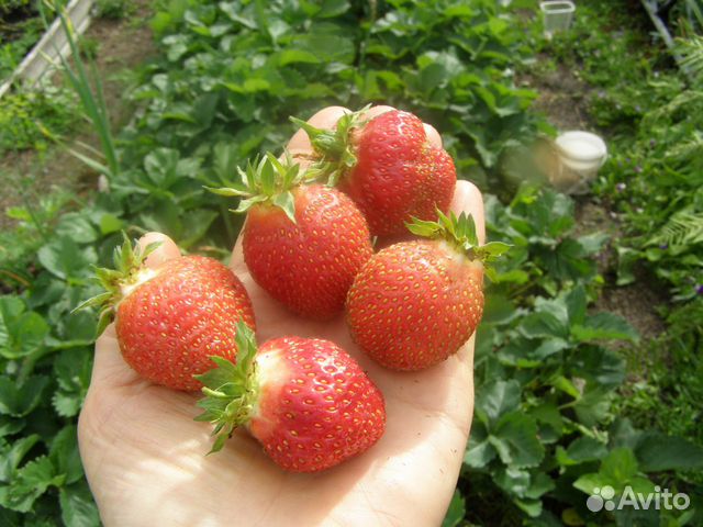 Рассада (усы) земляники (клубники)