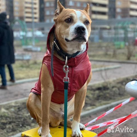 Одежда для собак Одежда для собак