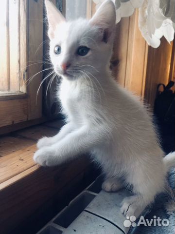 Белый Котёнок Белый Котёнок