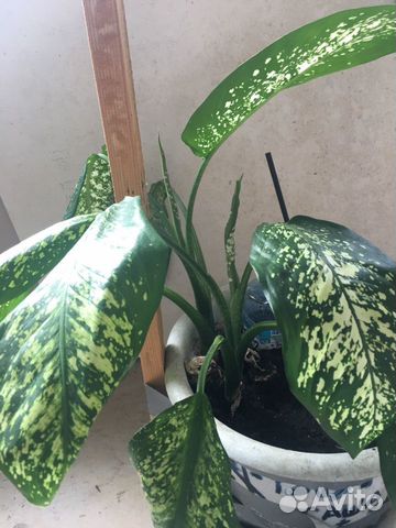 Диффенбахия