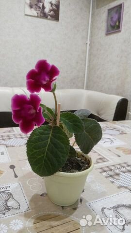 Комнатные растения Глоксиния