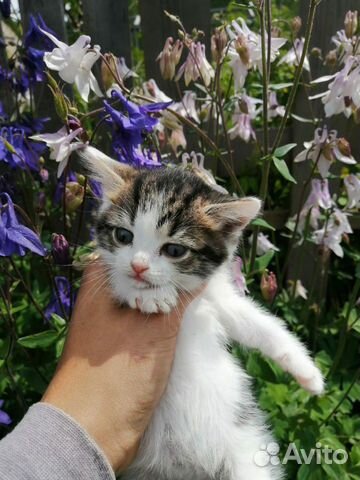 Котенок 2 месяца девочка