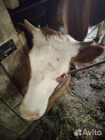 Корова, телка нетель, порода сычевка+красно-бурый купить на Зозу.ру - фотография № 5