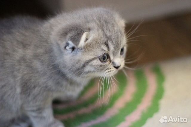 Шотландские вислоухие котята Шотландские вислоухие котята