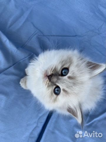 Котята Невские Маскарадные Котята Невские Маскарадные
