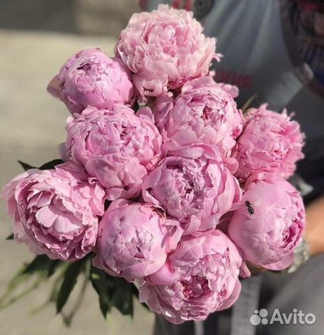 Пионы Пионы