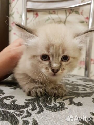 Котята невской-маскарадной породы