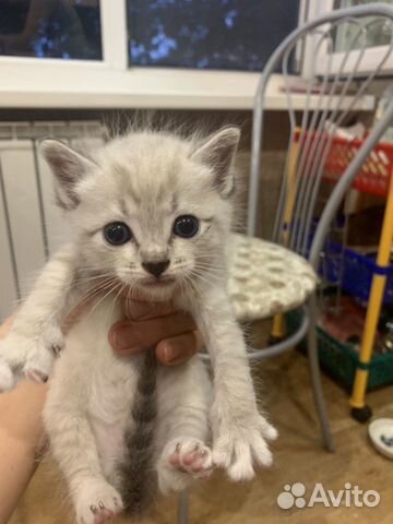 Котята