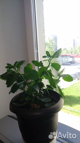 Каланхоэ