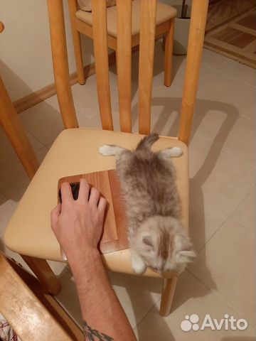 Шотландские котята Шотландские котята