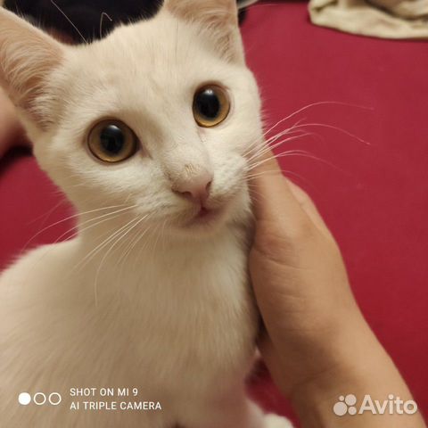 Кошка