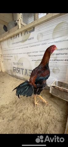 Бойцовая птица Бойцовая птица