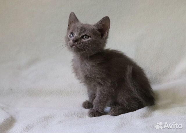 Очаровательный котёнок в дар Очаровательный котёнок в дар