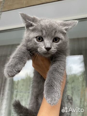 Kittens in good hands